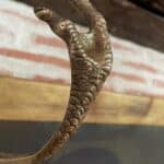 rare pair of two vintage french brass game pheasant hanging hooks